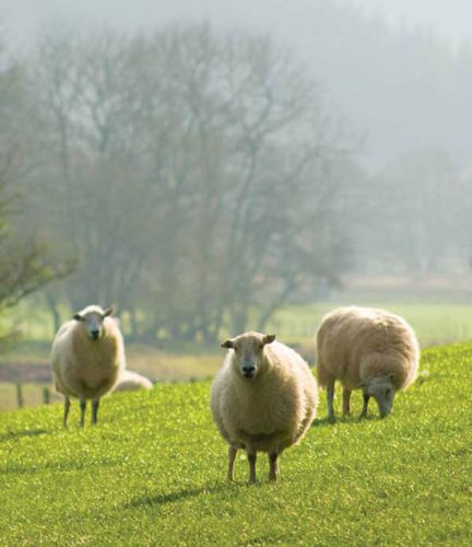Shearing Sheep Made Easy